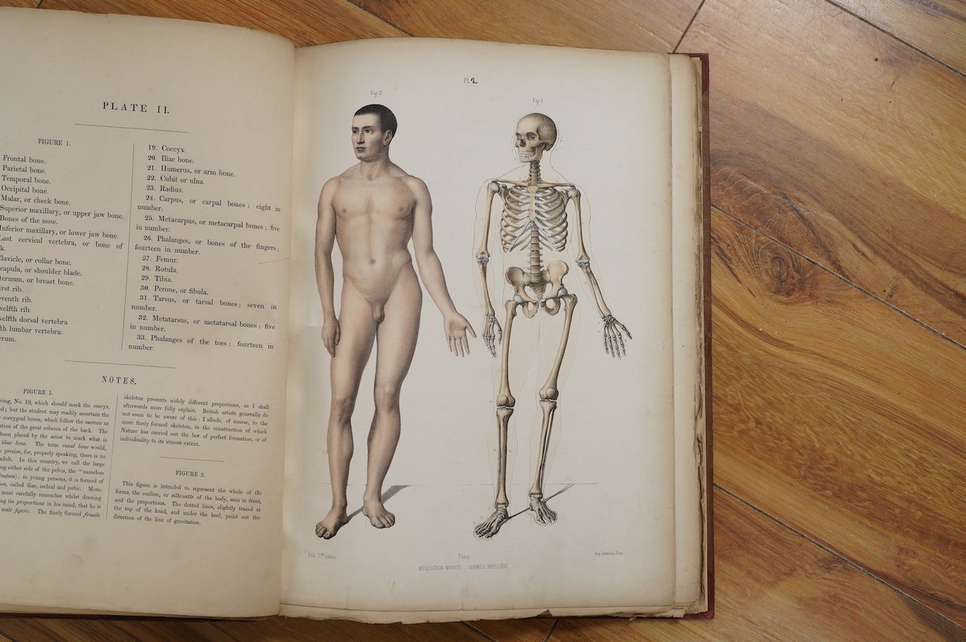 Fau, Dr. J.; Plates for the Anatomy of the External Forms of Man, for the use of artists, painters and sculptures (2nd edition), with additions by the late Robert Knox, 29 lithographed plates (mostly tinted/coloured), ea